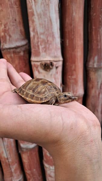 Cute Baby Tortoise 4