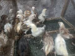 Golden Misri Chicks 0323-6612330