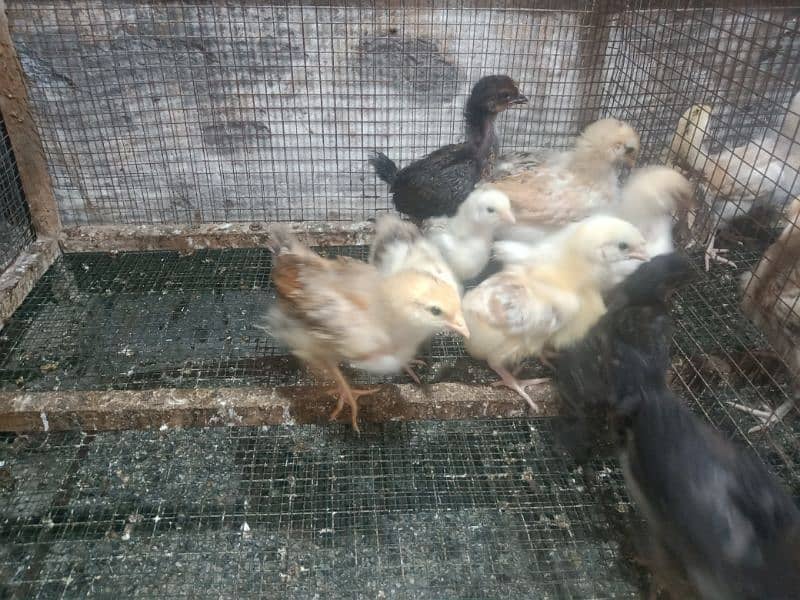 Golden Misri Chicks 0323-6612330 2