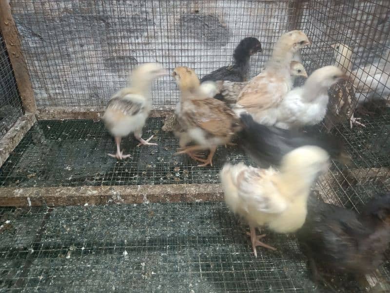 Golden Misri Chicks 0323-6612330 4