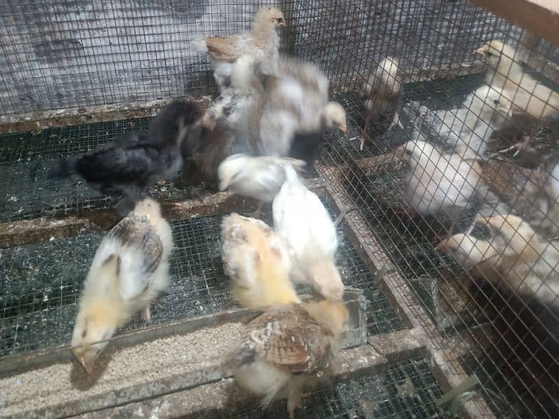 Golden Misri Chicks 0323-6612330 5