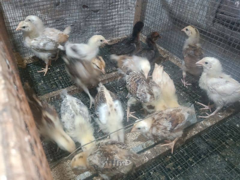 Golden Misri Chicks 0323-6612330 10