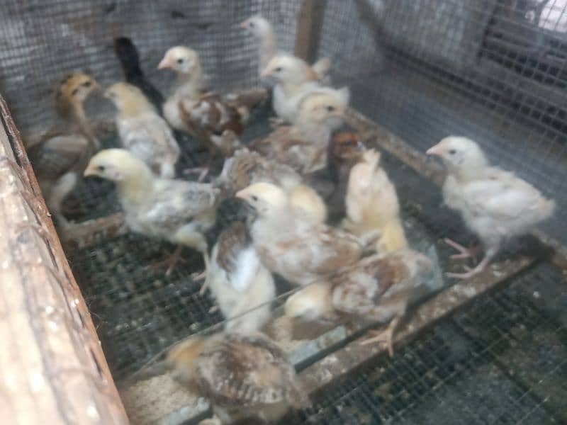 Golden Misri Chicks 0323-6612330 11