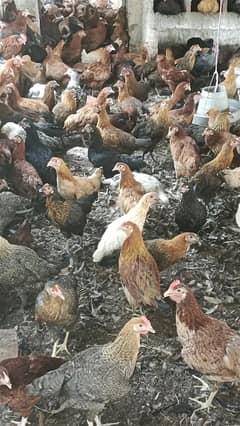 Golden misri hen| Egg laying Hens| Murgiya | desi Hen|Location kamalia