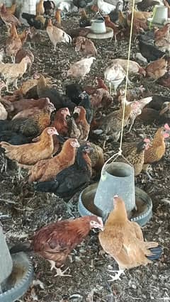 Golden misri hen| Egg laying Hens| Murgiya | desi Hen|Location kamalia