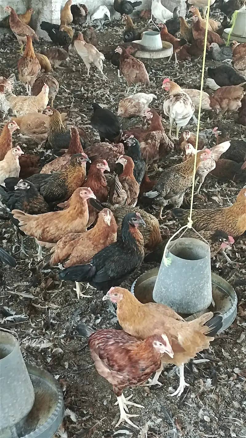 Golden misri hen| Egg laying Hens| Murgiya | desi Hen|Location kamalia 1