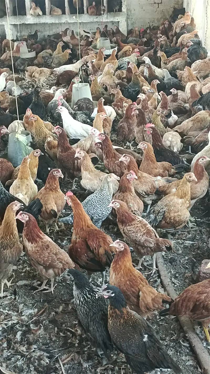 Golden misri hen| Egg laying Hens| Murgiya | desi Hen|Location kamalia 4