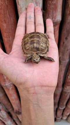 Cute Baby Tortoise