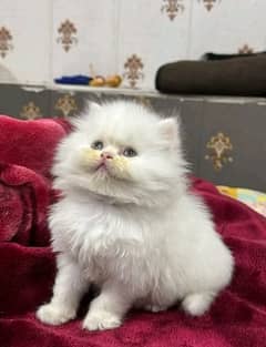 Persian kitten for sale only contact whatup 03201711036