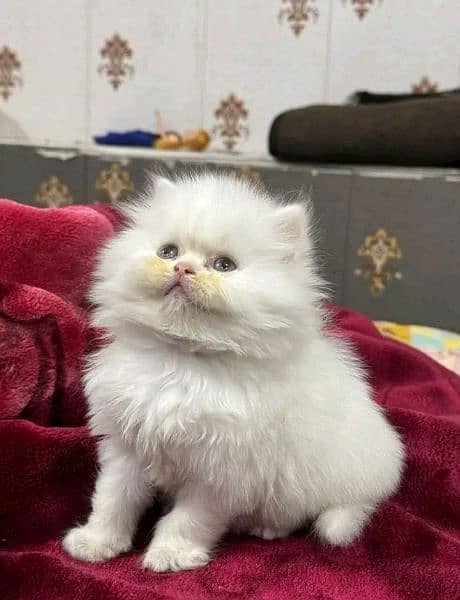 Persian kitten for sale only contact whatup 03201711036 0