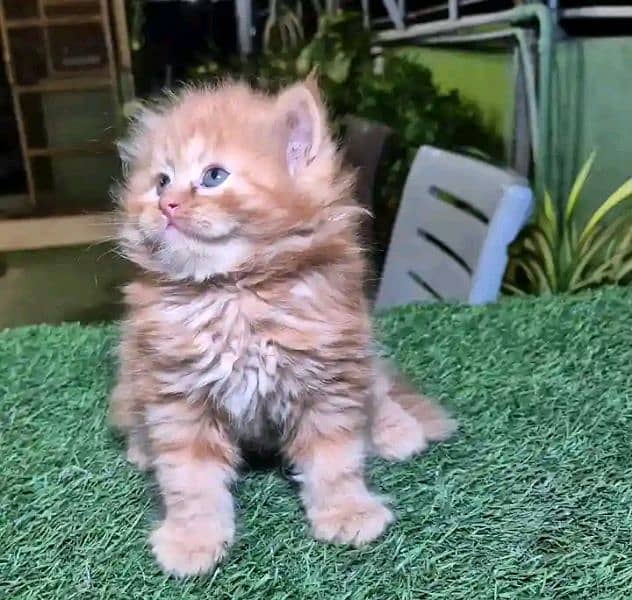 Persian kitten for sale only contact whatup 03201711036 7