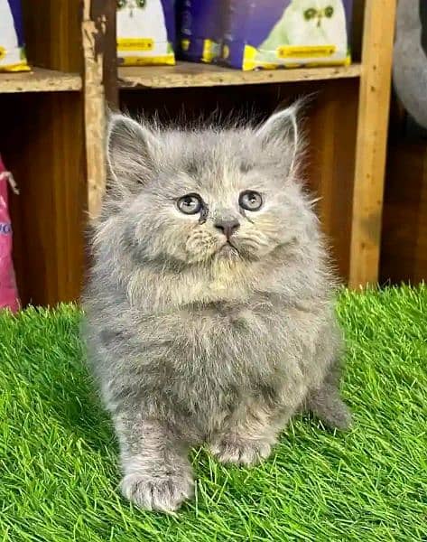 Persian kitten for sale only contact whatup 03201711036 9