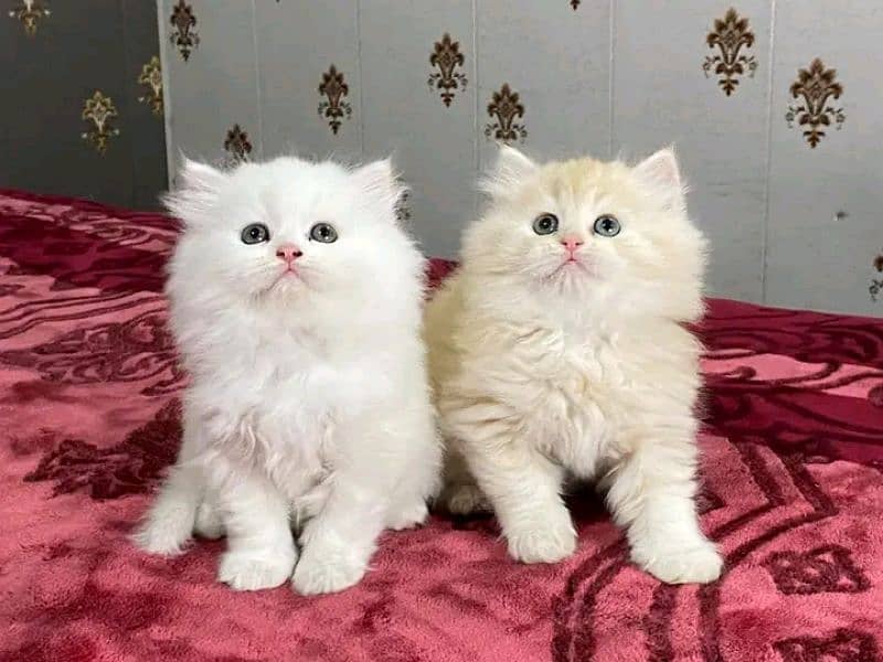 Persian kitten for sale only contact whatup 03201711036 11