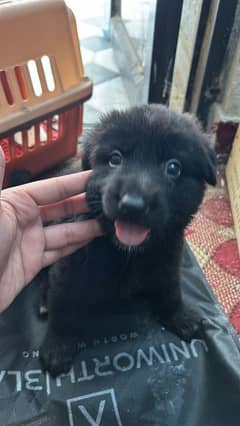 Black German shepherd Female puppy for sale