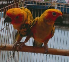 sun conure