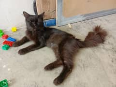 Black Persian Male Cat