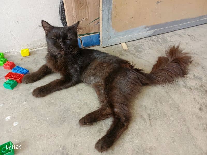 Black Persian Male Cat 0