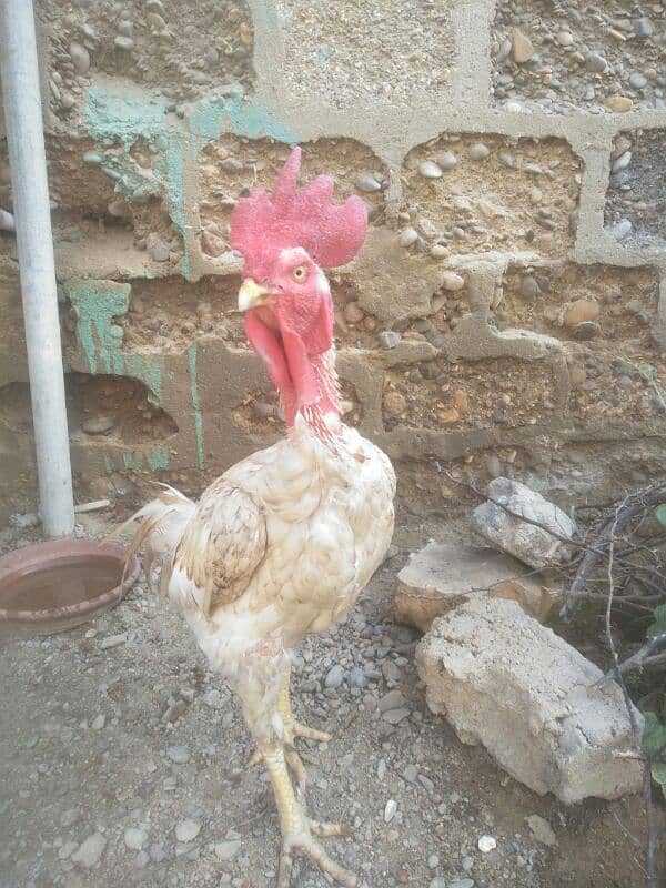 aseel satmora 3