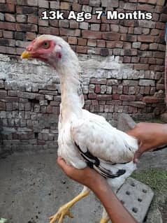 Japanese Shamo Hens for sale urgently 0