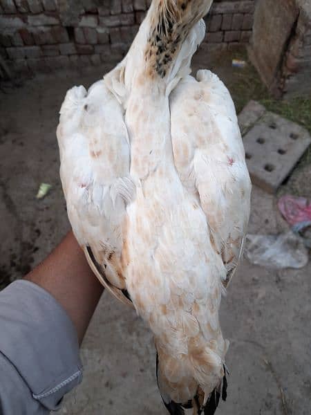 Japanese Shamo Hens for sale urgently 3