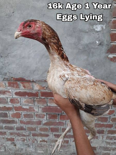 Japanese Shamo Hens for sale urgently 4