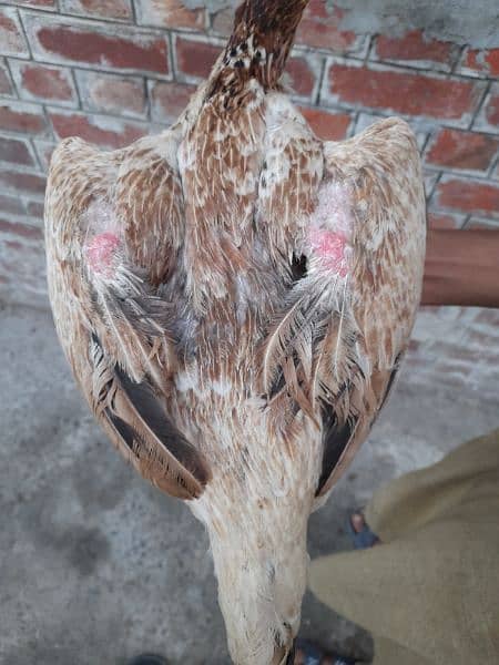 Japanese Shamo Hens for sale urgently 7