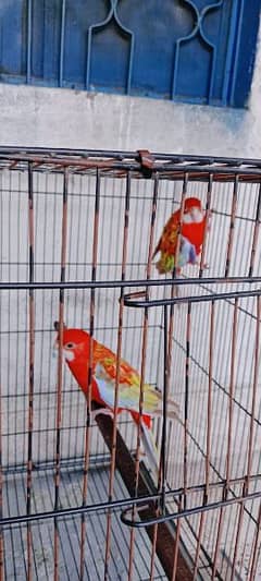 rosella parrot pair