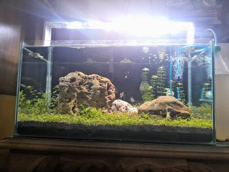 2 feet planted aquarium with all accessories 2