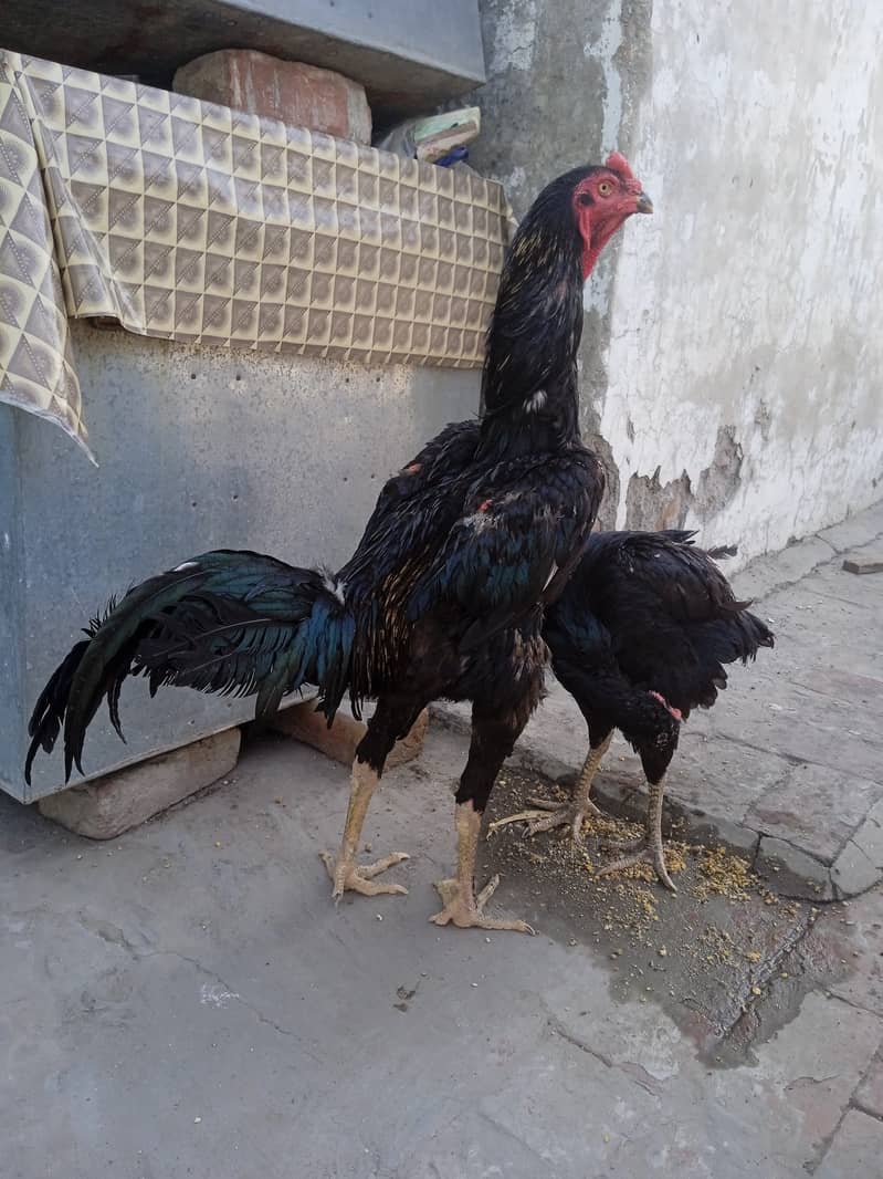 Shamo Chicks available for sale 2