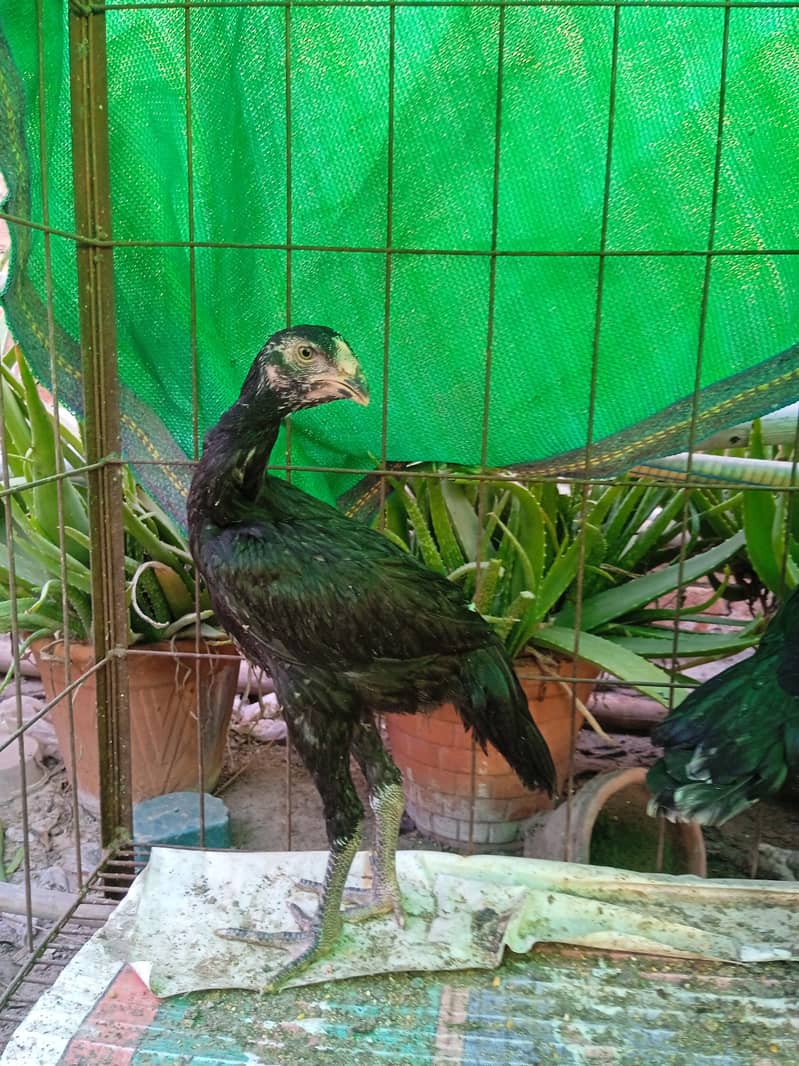 Shamo Chicks available for sale 6