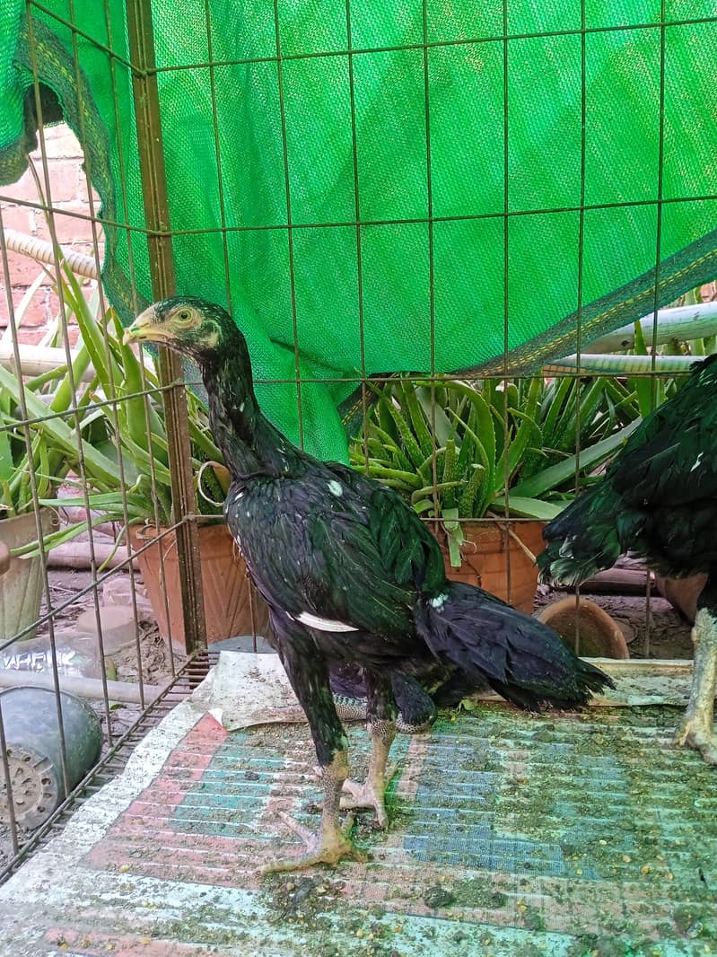 Shamo Chicks available for sale 7