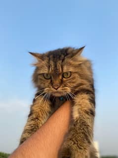 Persian cat