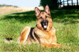 dog german shepherd for sale urjant