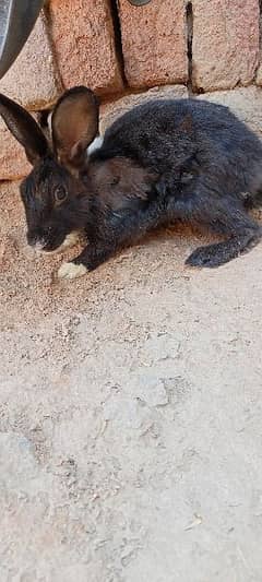 rabbit for sale male and female breeder contact  Whatsapp 03129631211