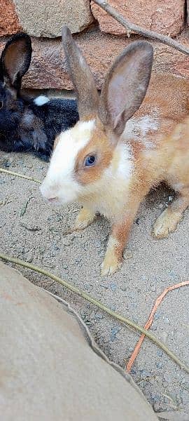 rabbit for sale male and female breeder contact  Whatsapp 03129631211 1