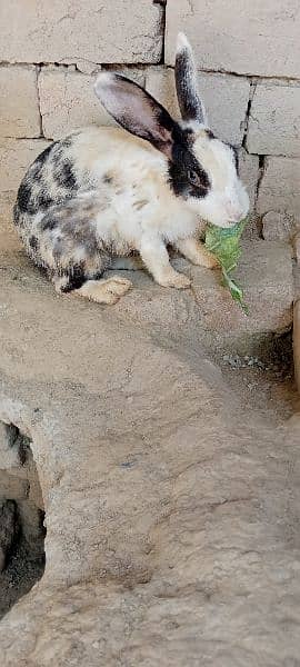 rabbit for sale male and female breeder contact  Whatsapp 03129631211 2