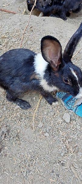 rabbit for sale male and female breeder contact  Whatsapp 03129631211 3