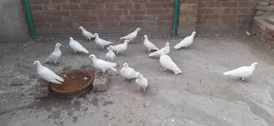 Fancy pigeon for sale