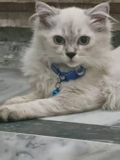 persian triple coated 3 month old kitten litter trained and playfull