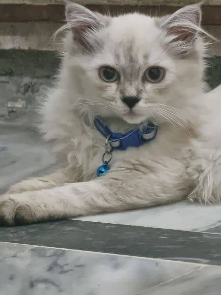 persian triple coated 3 month old kitten litter trained and playfull 0