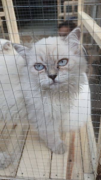 persian triple coated 3 month old kitten litter trained and playfull 1