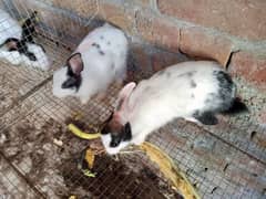 Desi Rabbits for sale, contact on WhatsApp