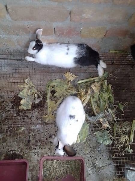 Desi Rabbits for sale, contact on WhatsApp 1