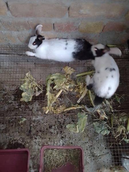 Desi Rabbits for sale, contact on WhatsApp 2