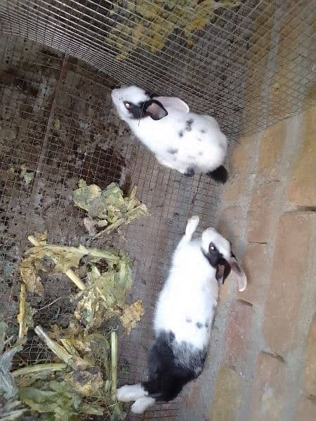 Desi Rabbits for sale, contact on WhatsApp 3