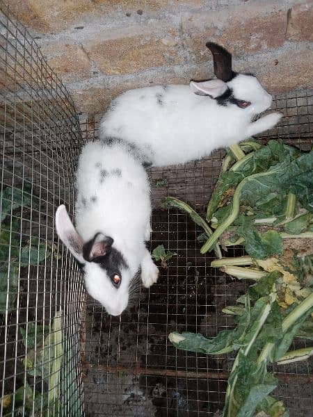 Desi Rabbits for sale, contact on WhatsApp 4