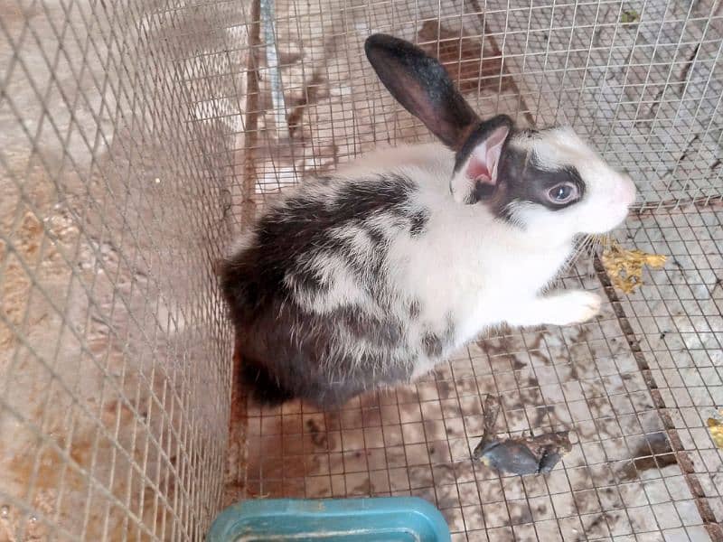 Desi Rabbits for sale, contact on WhatsApp 5