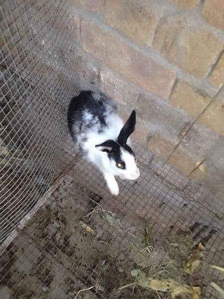 Desi Rabbits for sale, contact on WhatsApp 6