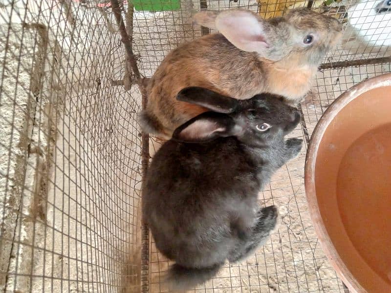 Desi Rabbits for sale, contact on WhatsApp 7