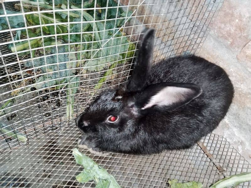 Desi Rabbits for sale, contact on WhatsApp 8